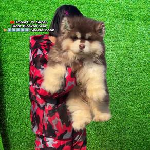 China Giant bear alaskan malamute 