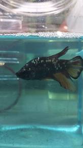 ikan laga Betta fish 