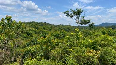 750 Acres Palm Oil Plantation Land For Sale @ Luit, Maran, Pahang