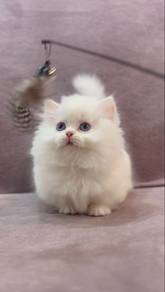 All White Minuet Female