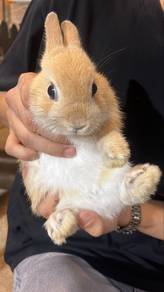 ARNAB Netherland Dwarf & SANGKAR UNTUK DIJUAL❗️