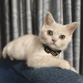 BSH Kitten
