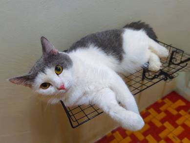 Kucing Besar