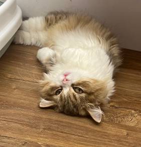 Minuet (Munchkin) Golden White Untuk Dijual !!
