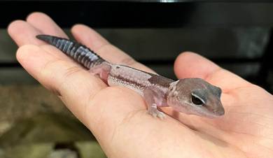 Fat Tailed Gecko Untuk Dijual !!