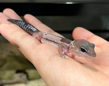 Fat Tailed Gecko Untuk Dijual !!