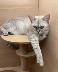 Domestic Short Hair Untuk Dijual !!