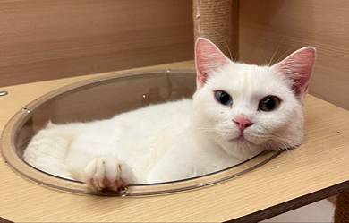 Odd Eyed Domestic Short Hair Untuk Dijual !!