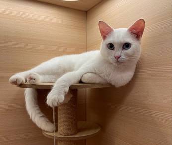 Domestic Short Hair Odd Eyed Untuk Dijual !!