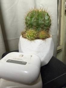 cactus for Computer