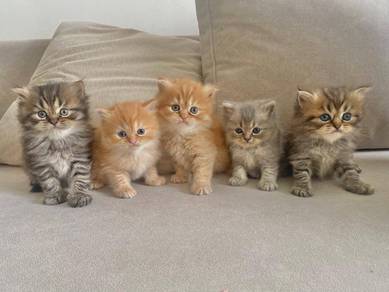 Persian cat