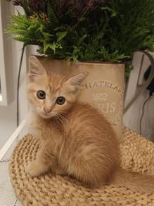 kucing comel mencari tuan baru