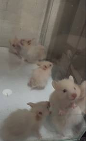 Hamster for Sale