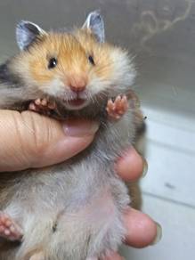 Baby hamster