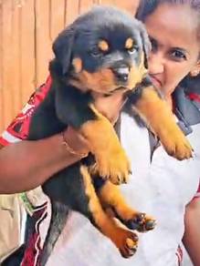 Rottweiler puppy