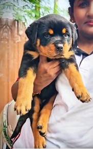 Rottweiler puppy