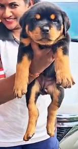 Rottweiler puppy