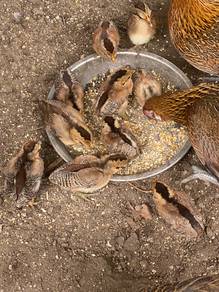 ayam hutan