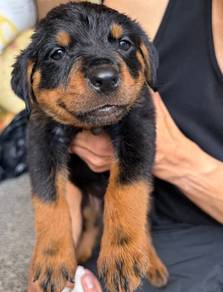 Rottweiler 