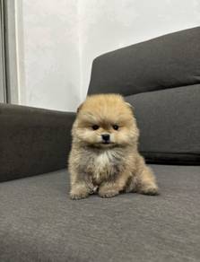 TT5522 Tiny Pomeranian puppies SABLE haired