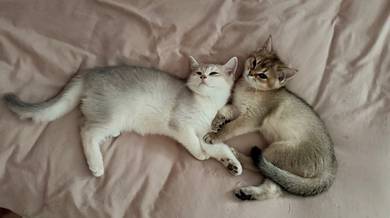 British Shorthair (BSH)