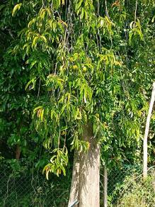 Agricultural-Land-for-sale-Kuala-Kangsar-Perak