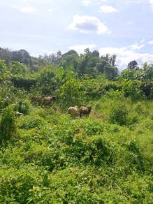 1.1 Ekar Kebun Pelbagai Pokok Buah Senggang KK hak milik kekal