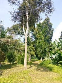1.1 Ekar Kebun Pelbagai Pokok Buah Senggang KK hak milik kekal