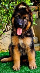GERMAN SHEPHERD PUPPIES GSD74 Good structure Boy