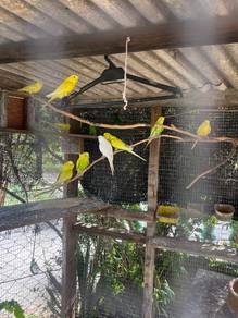 burung baji