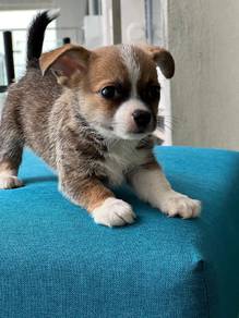 purebreed chihuahua puppy available 
