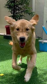 Golden Retriever Pup for Sale
