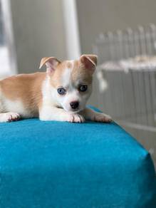 purebreed chihuahua puppy available 