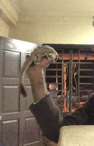 Sugar Glider