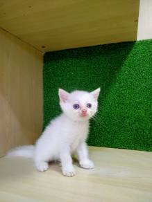 BSH British Short Hair Male Cat For Sale (Kucing) 