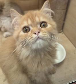 kitten Persian for sale