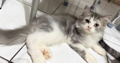 BSH Mix Persian Kitten to Rehome