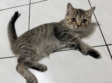 BSH Mix Persian Kitten to Rehome