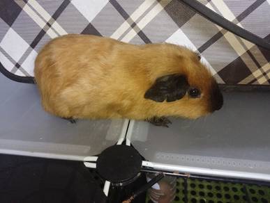Guinea Pig 