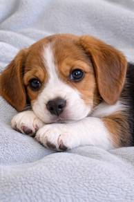 Mesmerizing Beagle Cute Little Adventure Puppy Bab