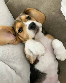 A9205 Pure Beagle Cute Little Adventure Puppy Pupp