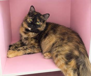 DLH cat