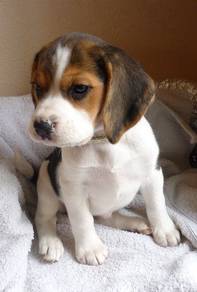 F6092 Wiggly Beagle Cute Little Adventure Puppy Pu