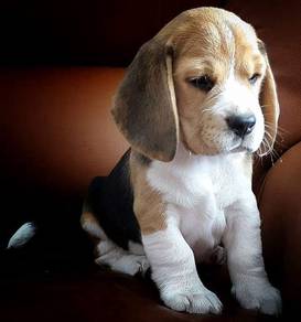 T6602 Sniffle-nose Beagle Cute Little Adventure Pu