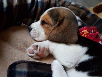 J8964 Gentle Beagle Cute Little Adventure Puppy Ba