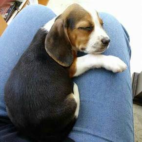 Lickmonster Beagle Cute Little Adventure Puppy Pup