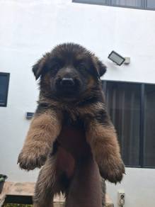 German Shepard