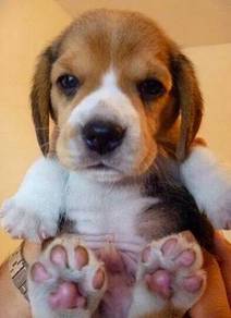 Soft-pawed Beagle Cute Little Adventure Puppy Dog
