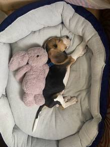 Button-nosed Beagle Cute Little Adventure Puppy Do