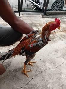 Ayam sabung Magon 